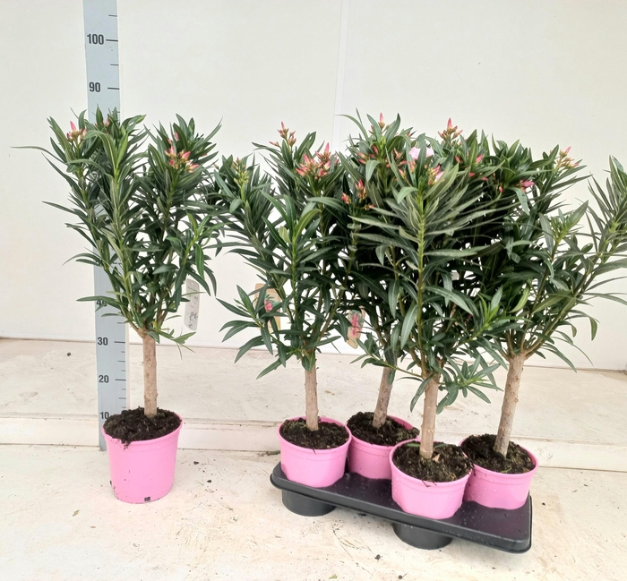 <h4>NERI OLEANDER</h4>