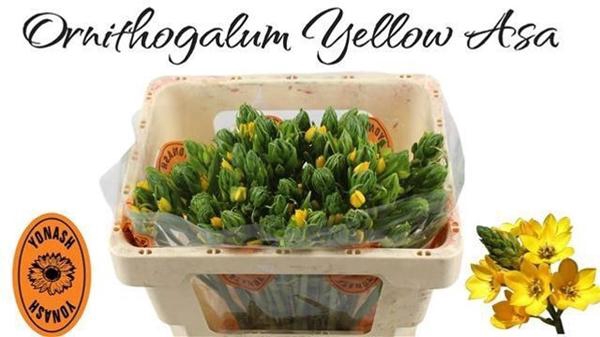 <h4>ORNIT DUB YELLOW ASA</h4>