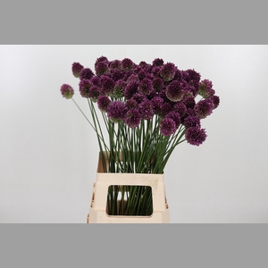 Allium Sphaerocephal (kogel)