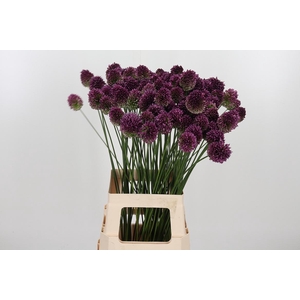 Allium Sphaerocephal (kogel)