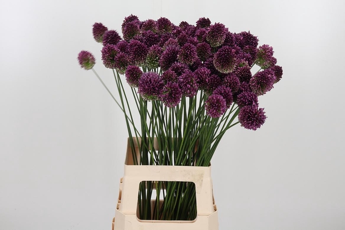 <h4>Allium Sphaerocephal (kogel)</h4>