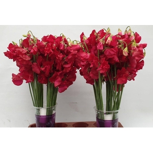 Lathyrus Parfum Deep Red