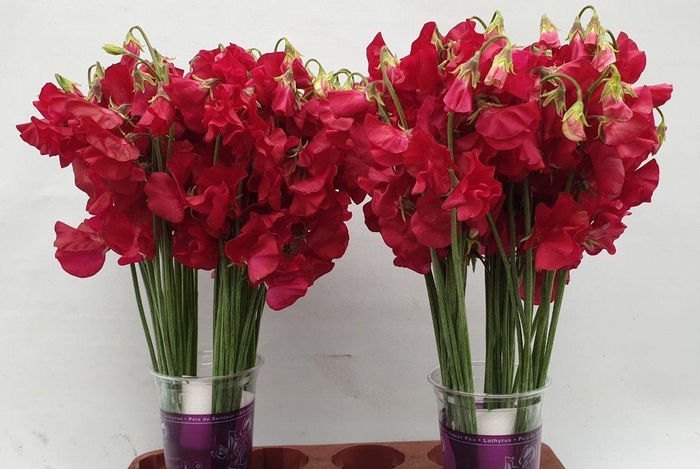 <h4>Lathyrus Parfum Deep Red</h4>