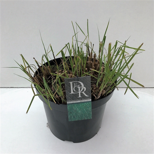 <h4>Graminées Miscanthus 'Gracillimus'</h4>