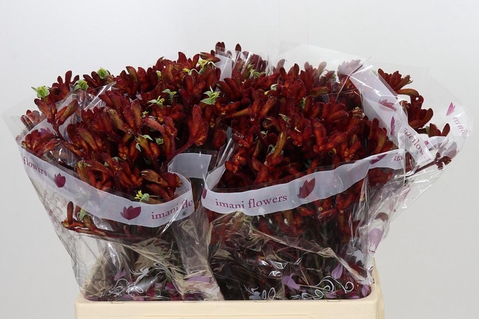 <h4>Anigozanthos Early Spring</h4>