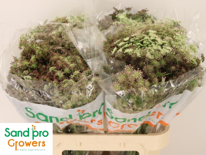 <h4>DAUCUS CAROTA DARA</h4>