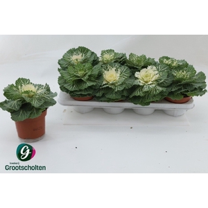 BRASSICA (SIERKOOL)