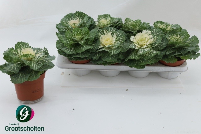 <h4>BRASSICA (SIERKOOL)</h4>
