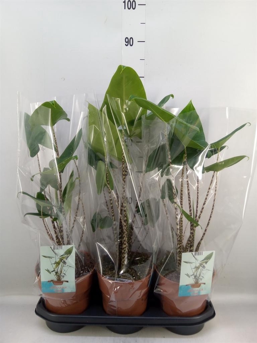 <h4>Alocasia zebrina</h4>