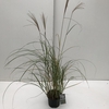 Miscanthus 'Flamingo' P19 (3ltr)
