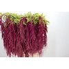 Amaranthus Caudatus Red Cord