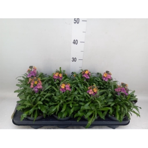 Erysimum  'Constant Cheer'