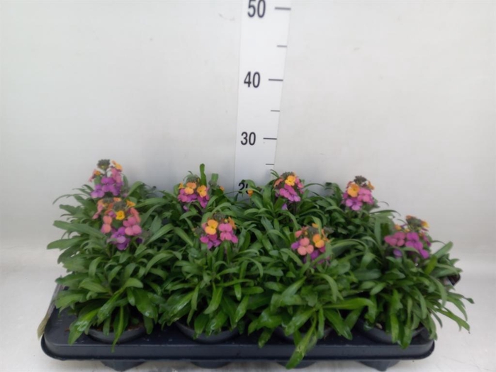 <h4>Erysimum  'Constant Cheer'</h4>