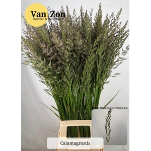 Calamagrostis Brachy