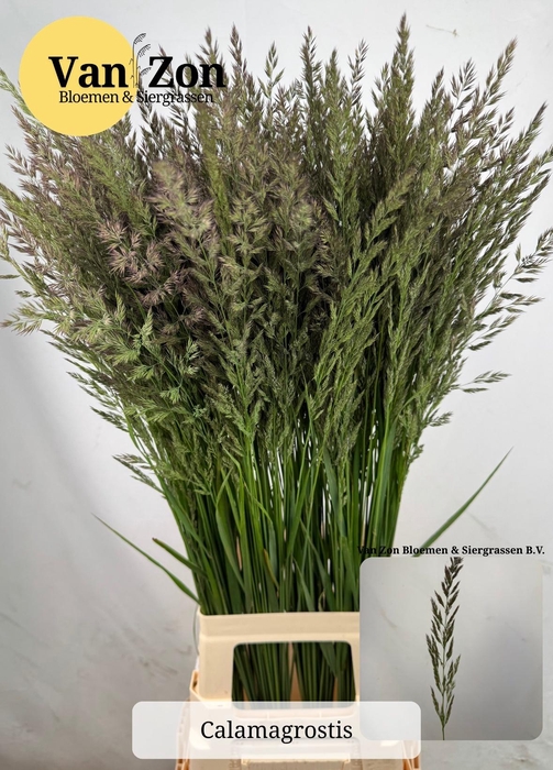 <h4>Calamagrostis Brachy</h4>