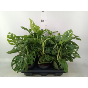 Monstera obliqua 'Monkey Mask'