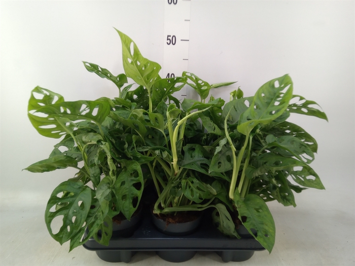 <h4>Monstera obliqua 'Monkey Mask'</h4>