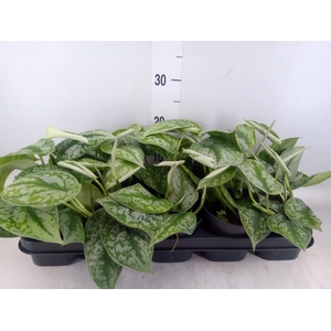 Scindapsus pictus 'Trebie'