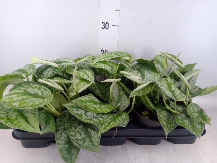 <h4>Scindapsus pictus 'Trebie'</h4>