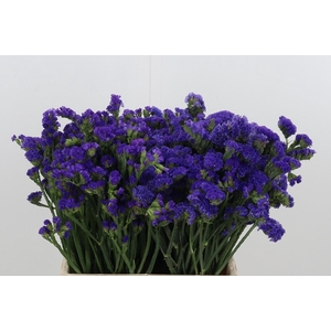 Statice Crystal Dark Blue