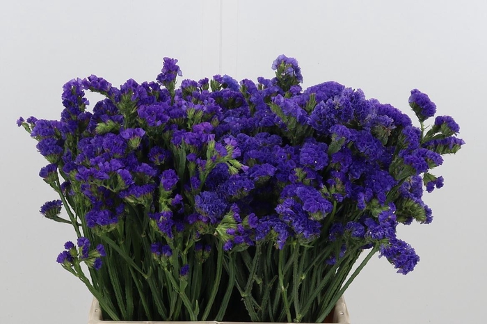 <h4>Statice Crystal Dark Blue</h4>