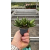 Sansevieria Rocky Crown 6 cm multi (Decorum)