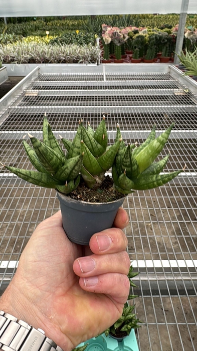 Sansevieria Rocky Crown 6 cm multi (Decorum)