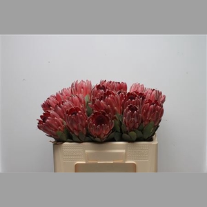Protea Sharon