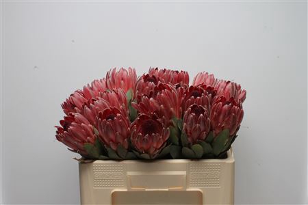 <h4>Protea Sharon</h4>