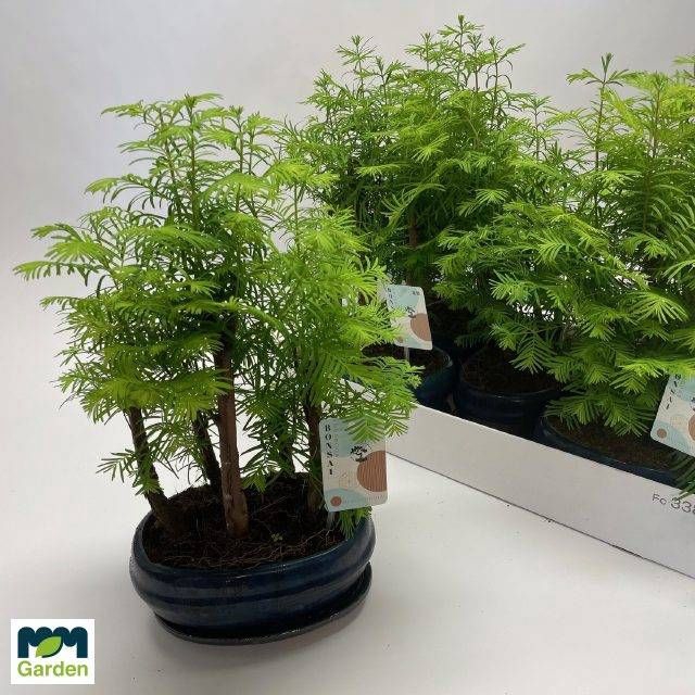 <h4>BONSAI OV</h4>