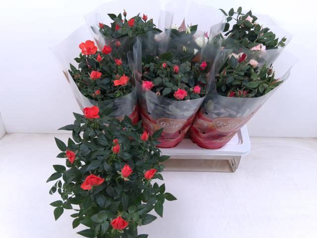 <h4>RO FAV RO GEM 5 SRT</h4>