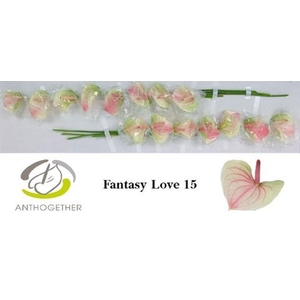 Anthurium andr. 'Fantasy Love'