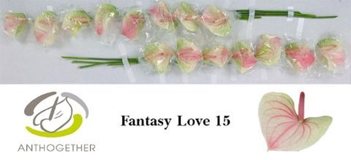 <h4>Anthurium andr. 'Fantasy Love'</h4>