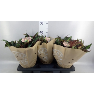 Begonia BD rex 'MagicCol Lion Danc'