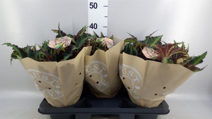 <h4>Begonia BD rex 'MagicCol Lion Danc'</h4>