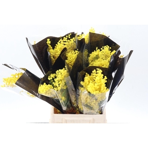 Acacia Baileya Bl Bs