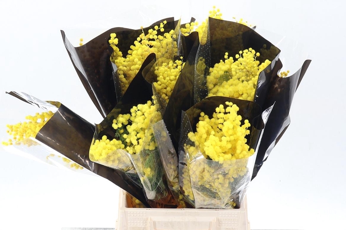 <h4>Acacia Baileya Bl Bs</h4>