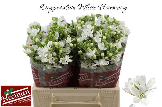 <h4>OXY CO PERF WHI HARM</h4>