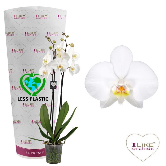 <h4>Phalaenopsis Leeds - 2 tak 70cm (Less Plastic)</h4>