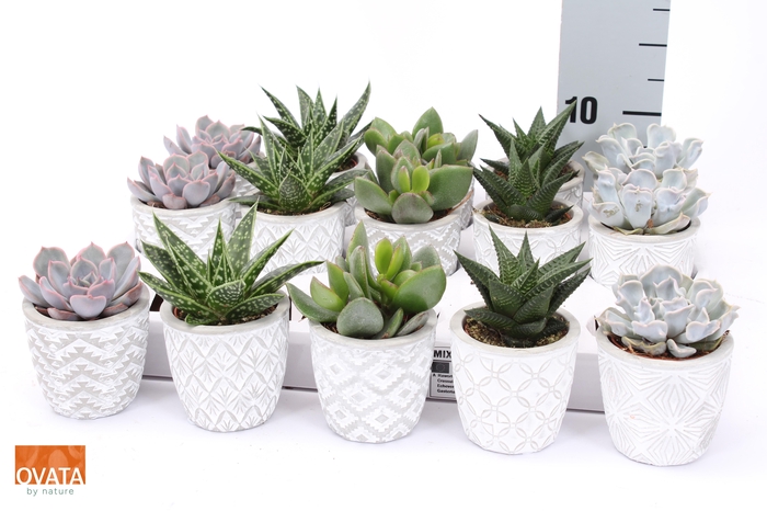 <h4>SUCC GEM 5 SRT</h4>