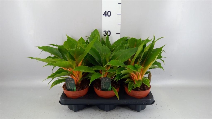 <h4>Chlorophytum orchi. 'Fire Flash'</h4>