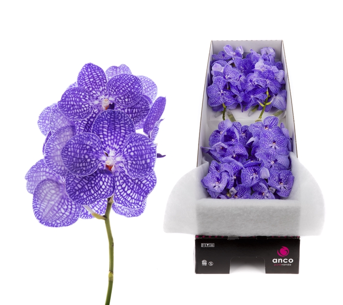 <h4>Vanda Kanchana Indigo</h4>