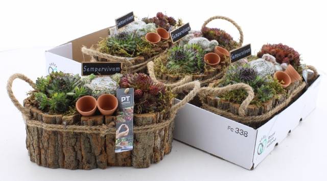<h4>ARR SEMPERVIVUM</h4>