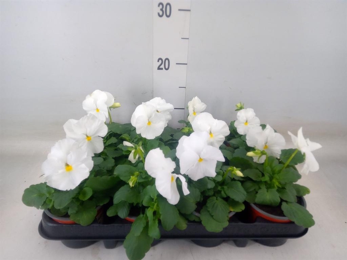 <h4>Viola wr. 'Delta Pure White'</h4>