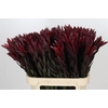 Leucadendron Saf Sunset Dark R.