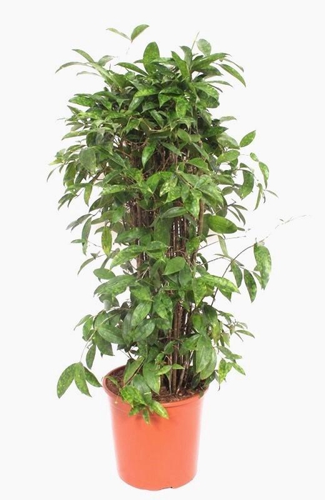 <h4>Dracaena Surculosa</h4>