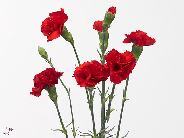 Di Tr Pino Rosso Extra