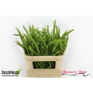RUMEX CRISP UNICORN