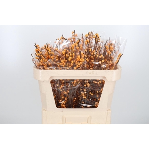 Ilex Golden Verboom