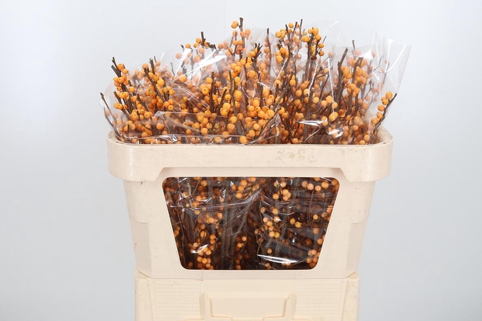 <h4>Ilex Golden Verboom</h4>